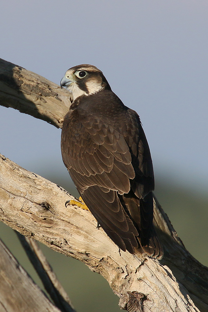 Lanner Falcon by Mick Dryden