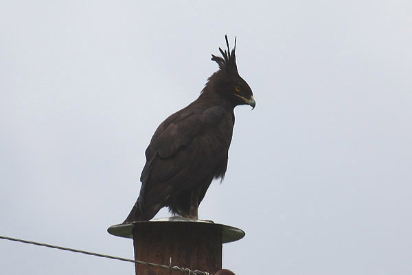 Long-crested Eagle by Mick Dryden