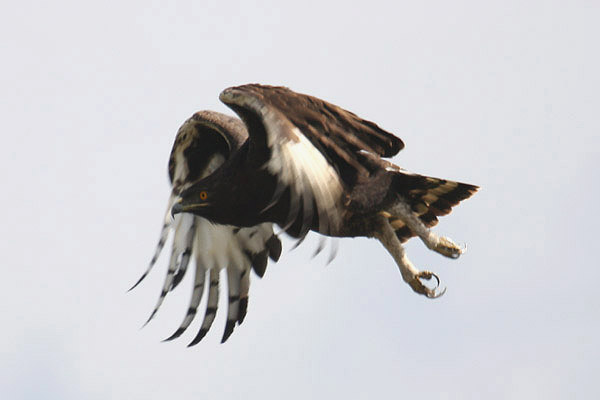Long-crested Eagle by Mick Dryden