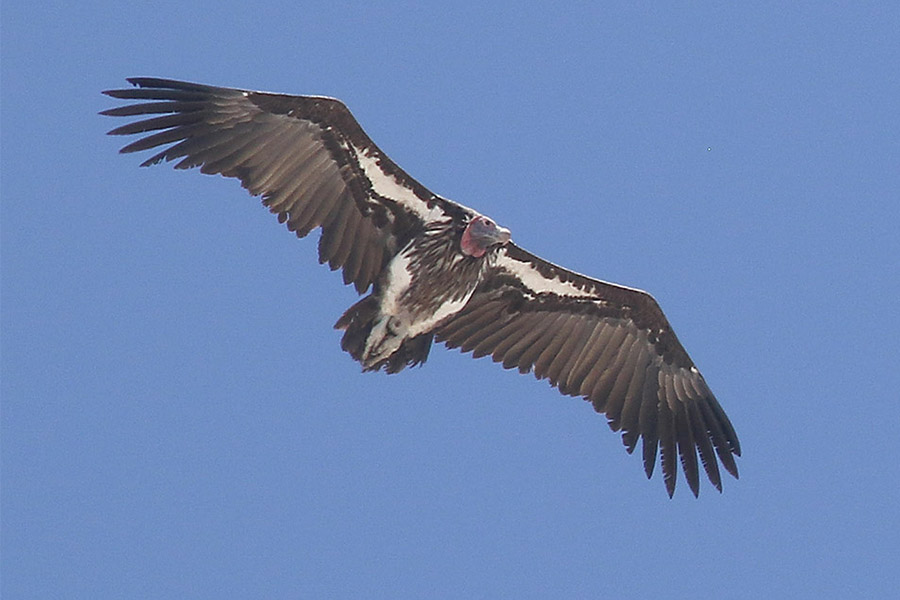 Lappet faced Vulture by Mick Dryden