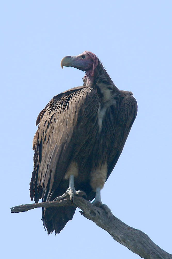 Lappet faced Vulture by Mick Dryden