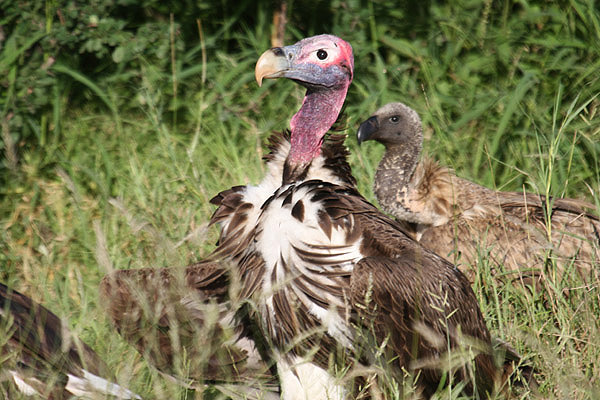 Lappet-faced Vulture by Mick Dryden