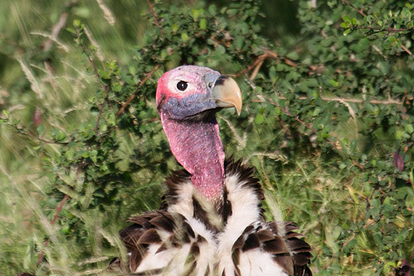 Lappet-faced Vulture by Mick Dryden