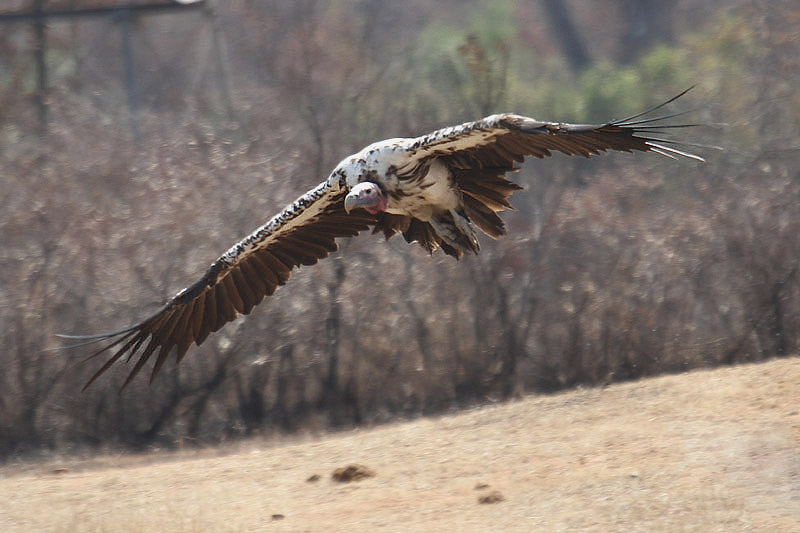 Lappet-faced Vulture by Mick Dryden