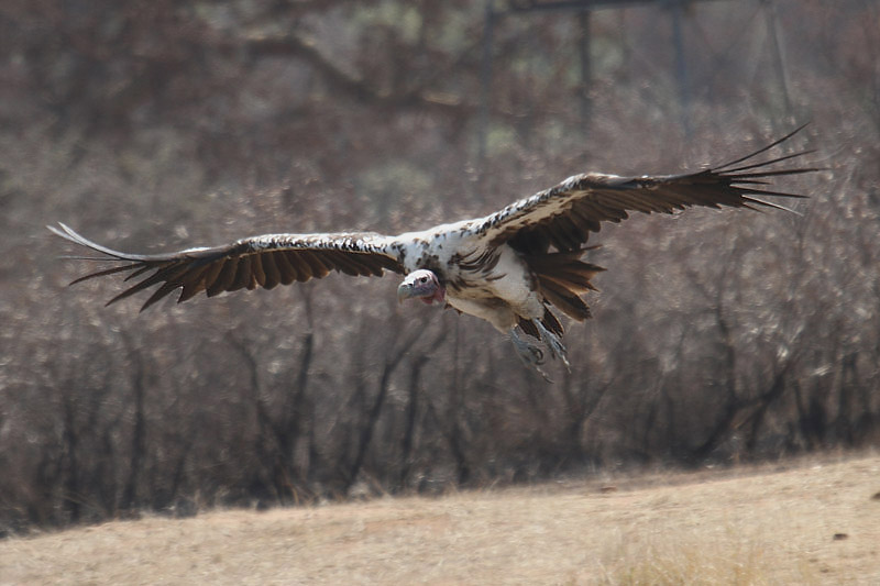 Lappet-faced Vulture by Mick Dryden