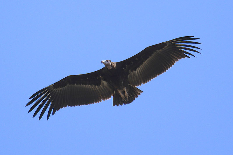 Lappet-faced Vulture by Mick Dryden