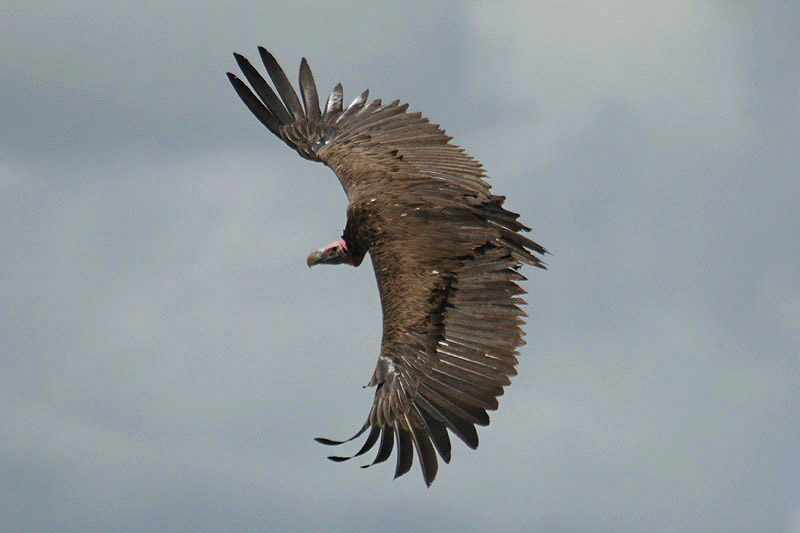 Lappet-faced Vulture by Mick Dryden