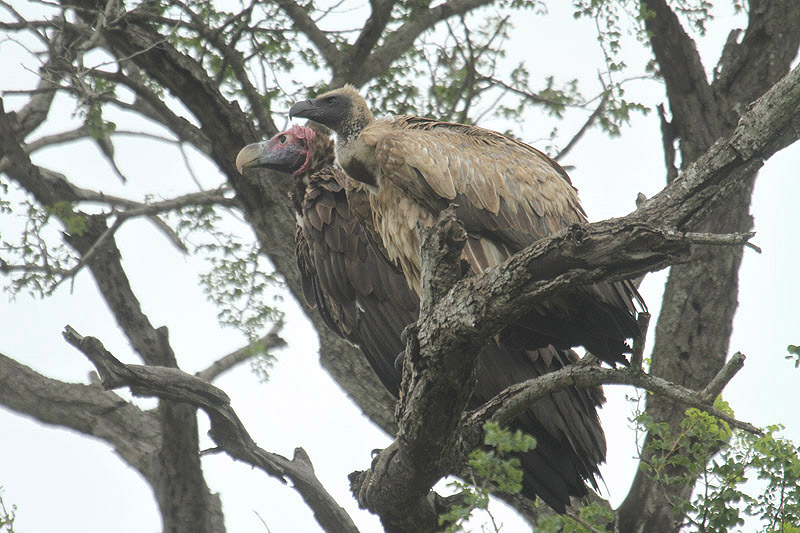 Lappet-faced Vulture by Mick Dryden-