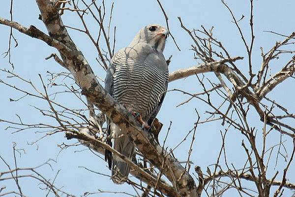 Lizard Buzzard by Mick Dryden