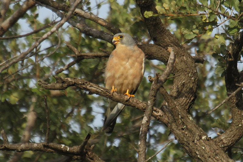 Lesser Kestrel by Mick Dryden