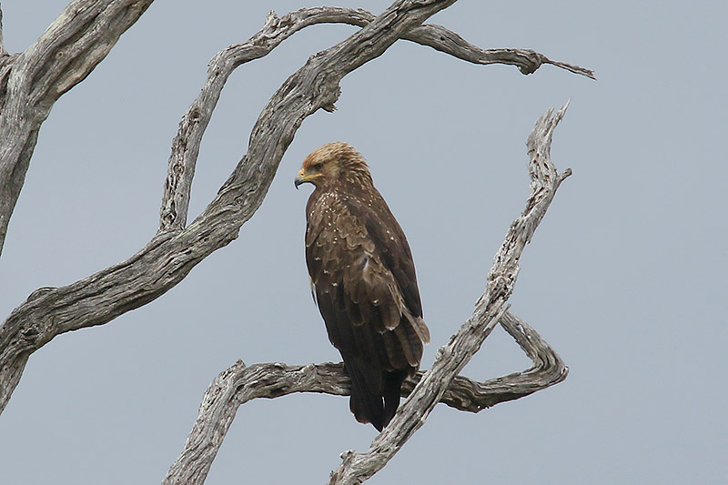 Lesser Spotted Eagle by Mick Dryden