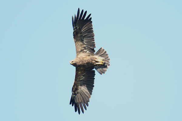 Lesser Spotted Eagle by Mick Dryden