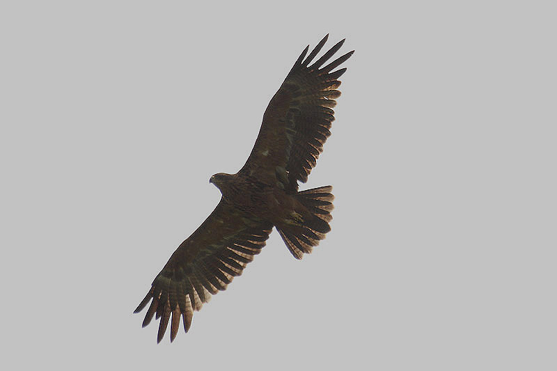 Lesser Spotted Eagle by Mick Dryden