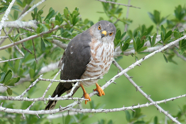 Little Sparrrowhawk by Mick Dryden