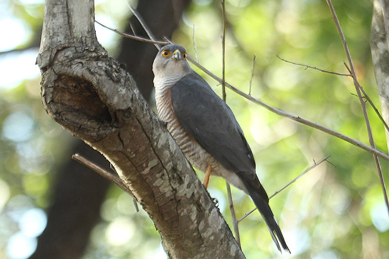 Little Sparrowhawk by Mick Dryden