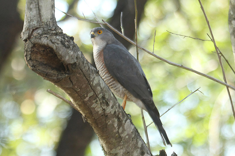Little Sparrowhawk by Mick Dryden
