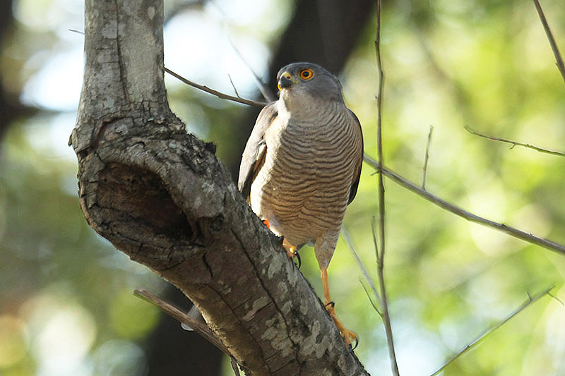 Little Sparrowhawk by Mick Dryden