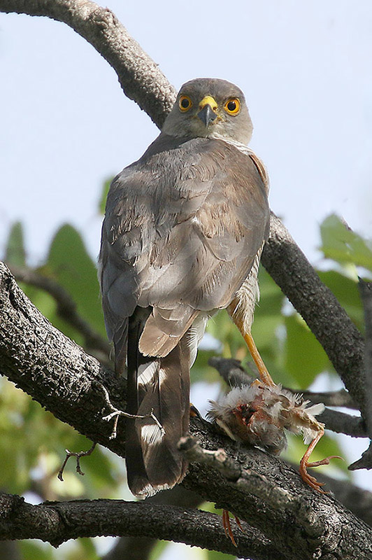 Little Sparrowhawk by Mick Dryden