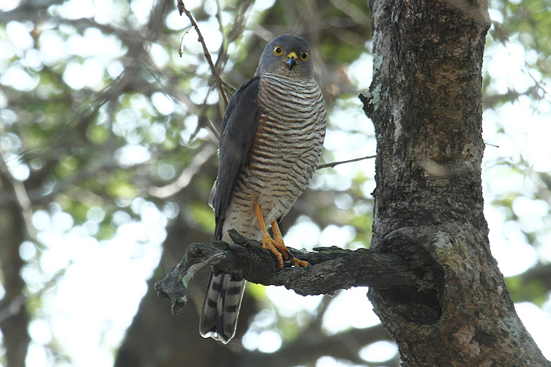 Little Sparrowhawk by Mick Dryden