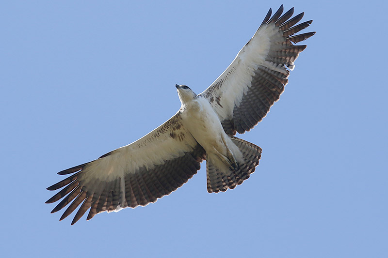 Martial Eagle by Mick Dryden