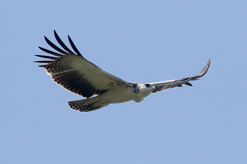 Martial Eagle by Mick Dryden