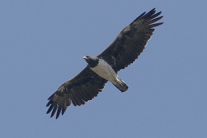 Martial Eagle by Mick Dryden