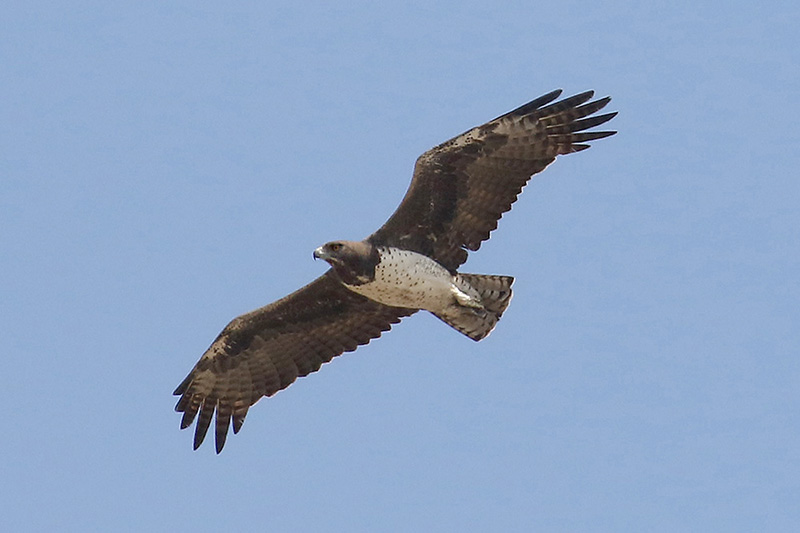 Martial Eagle by Mick Dryden