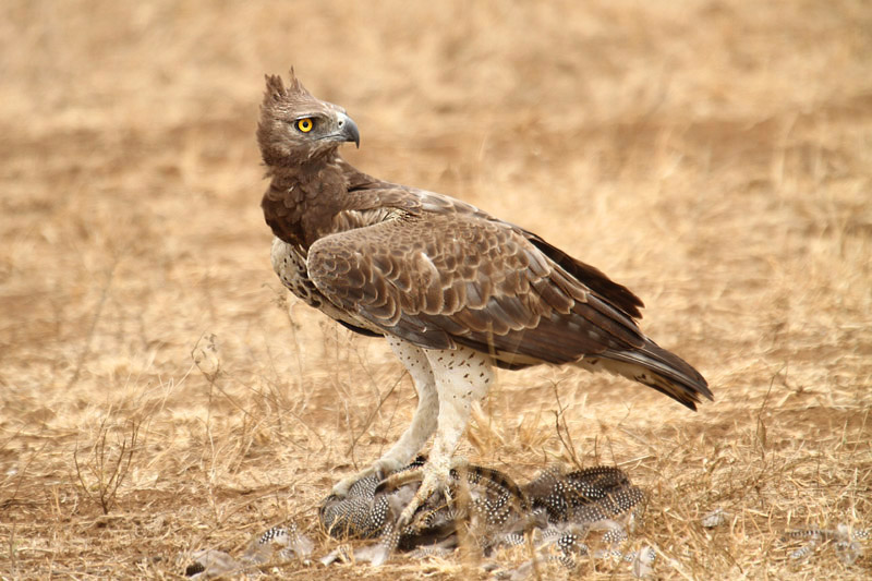 Martial Eagle by Mick Dryden