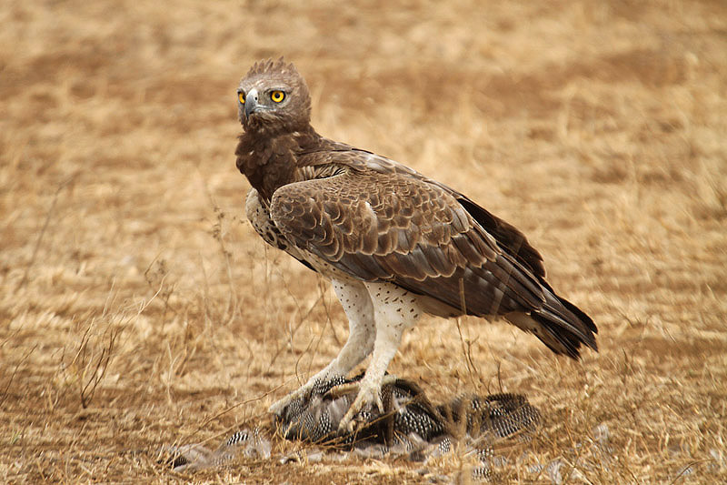 Martial Eagle by Mick Dryden