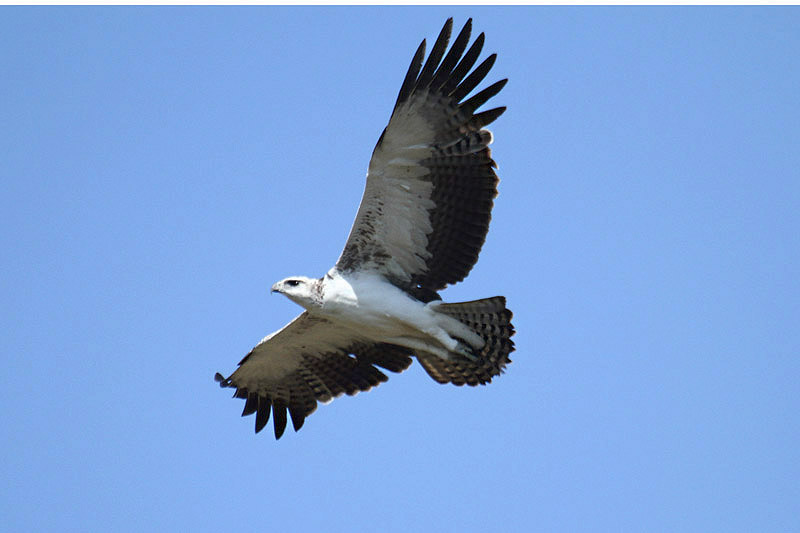 Martial Eagle by Mick Dryden