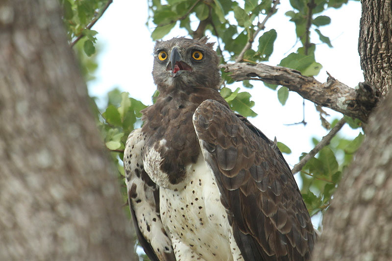 Martial Eagle by Mick Dryden