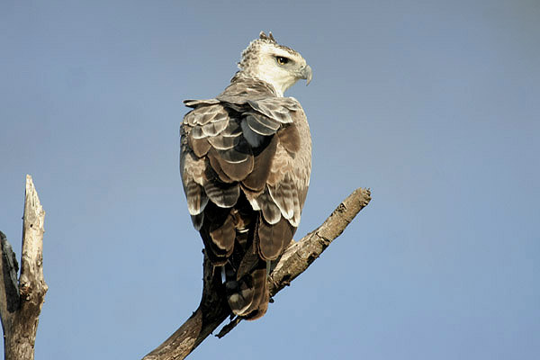 Martial Eagle by Mick Dryden