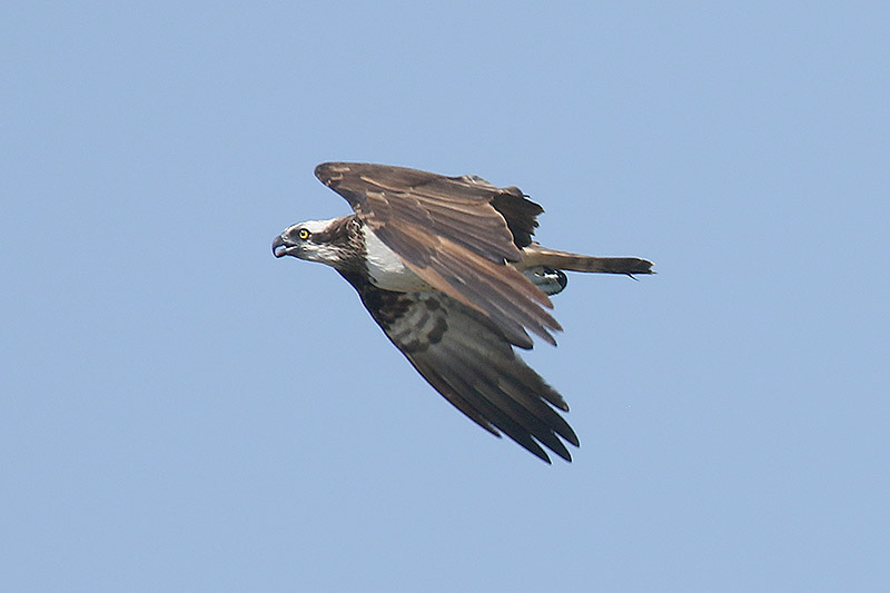 Osprey by Mick Dryden