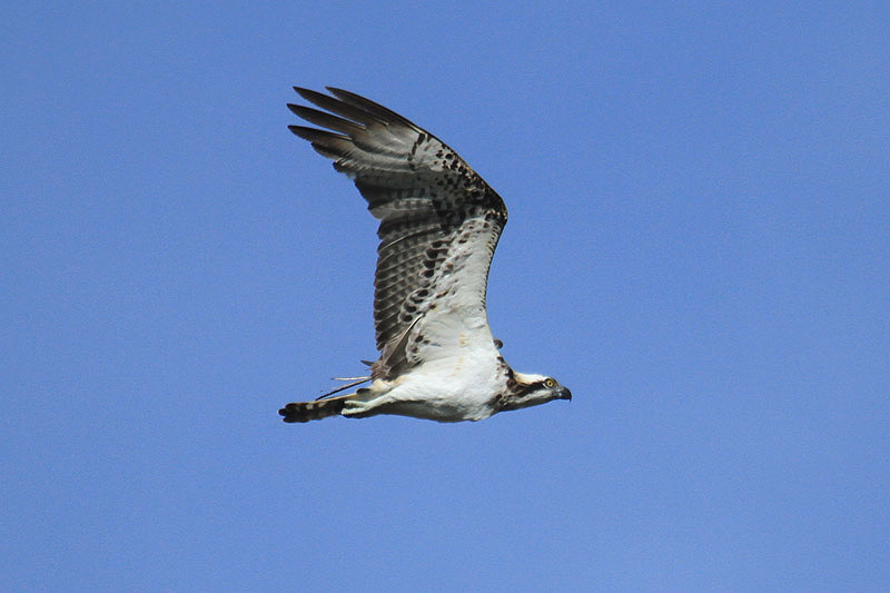 Osprey by Mick Dryden