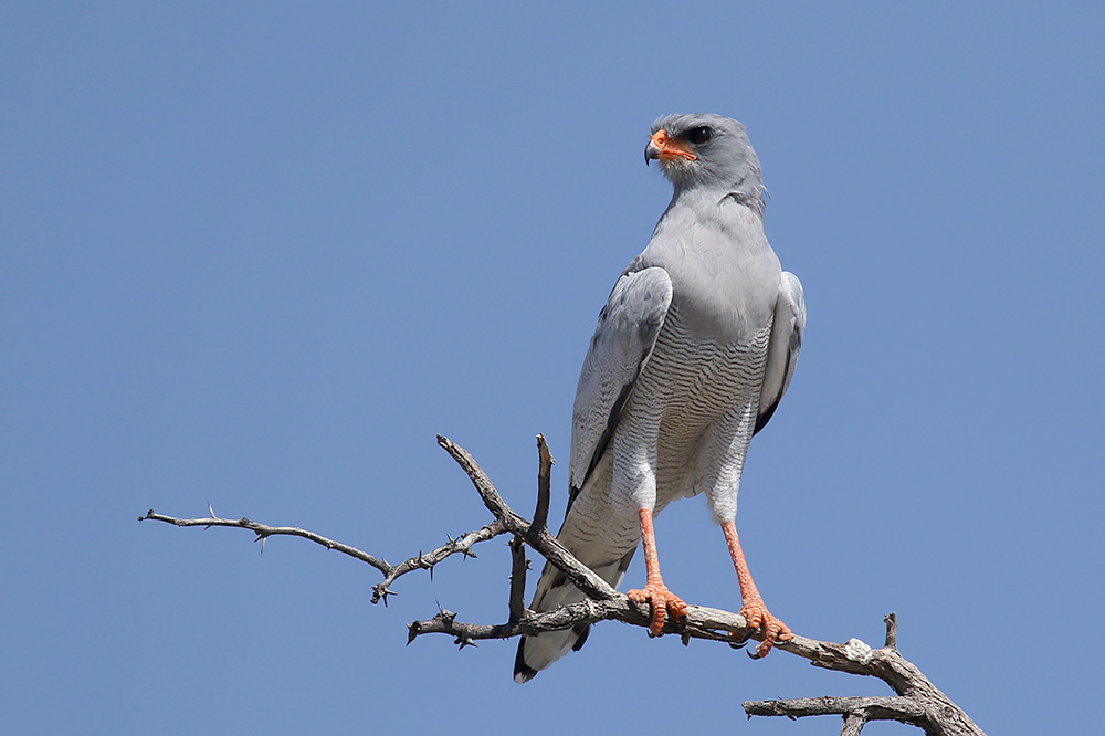 Pale chanting Goshawk by Mick Dryden