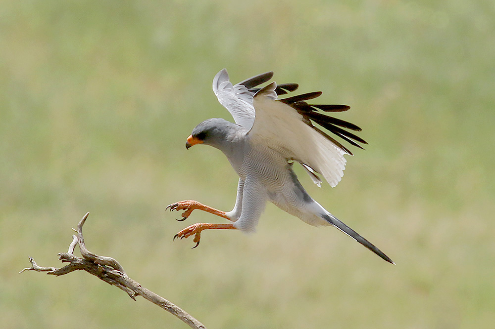 Pale chanting Goshawk by Mick Dryden