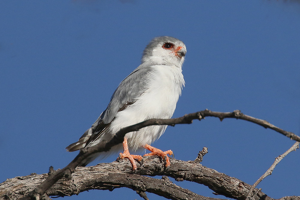 Pygmy Falcon by Mick Dryden