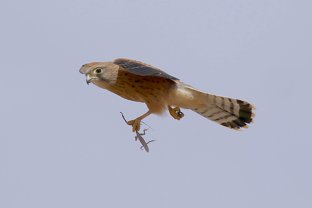 Rock Kestrel by Mick Dryden