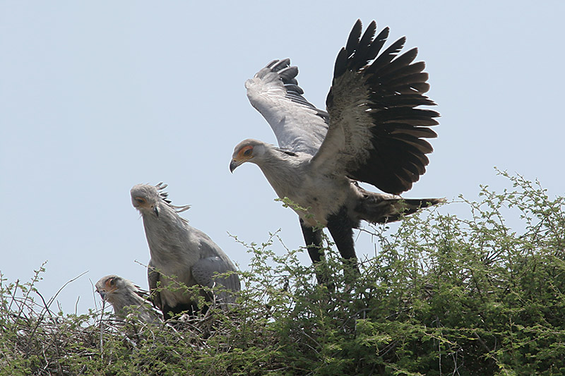 Secretarybird by Mick Dryden