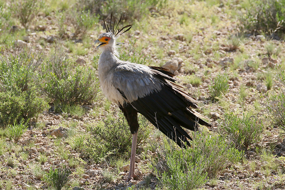 Secretarybird by Mick Dryden