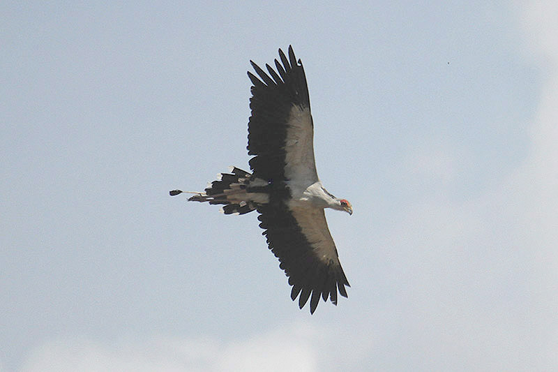 Secretarybird by Mick Dryden