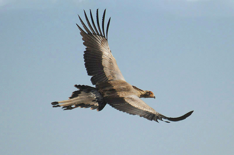 Secretary Bird by Mick Dryden