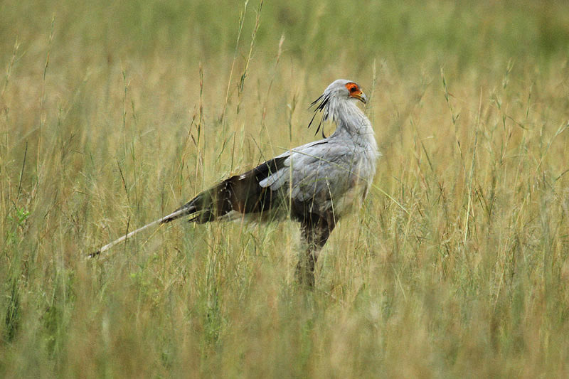 Secretary Bird by Mick Dryden