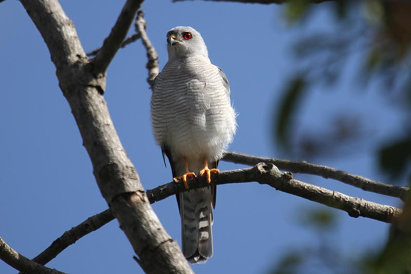 Shikra  by Mick Dryden