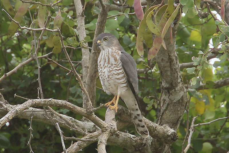 Shikra by Mick Dryden