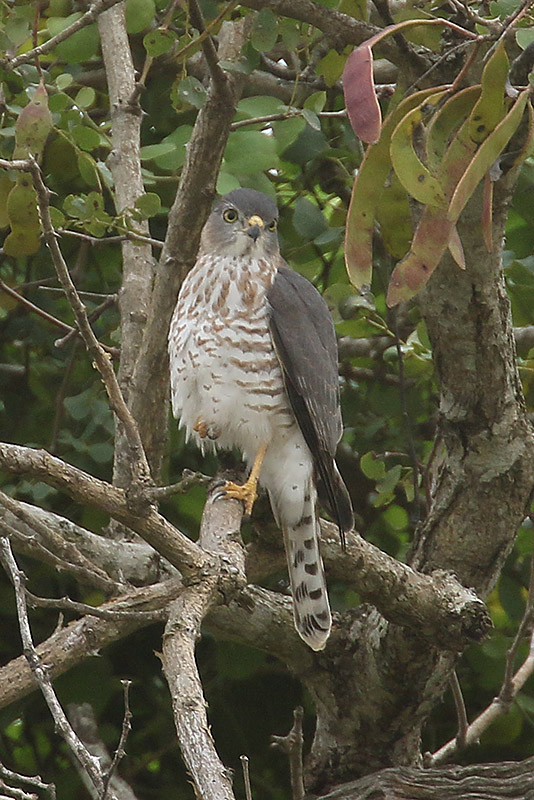 Shikra by Mick Dryden