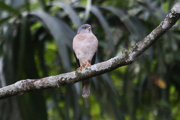 Shikra by Mick Dryden