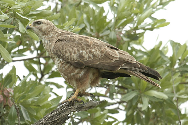 Steppe Buzzard by Mick Dryden