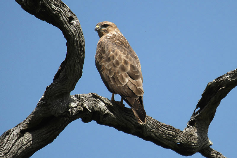 Steppe Buzzard by Mick Dryden