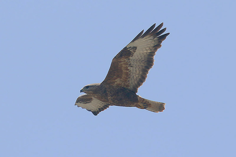 Steppe Buzzard by Mick Dryden